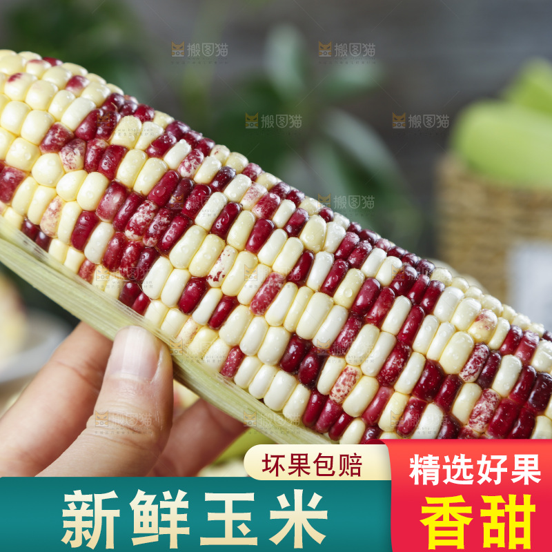 手拿花糯玉米