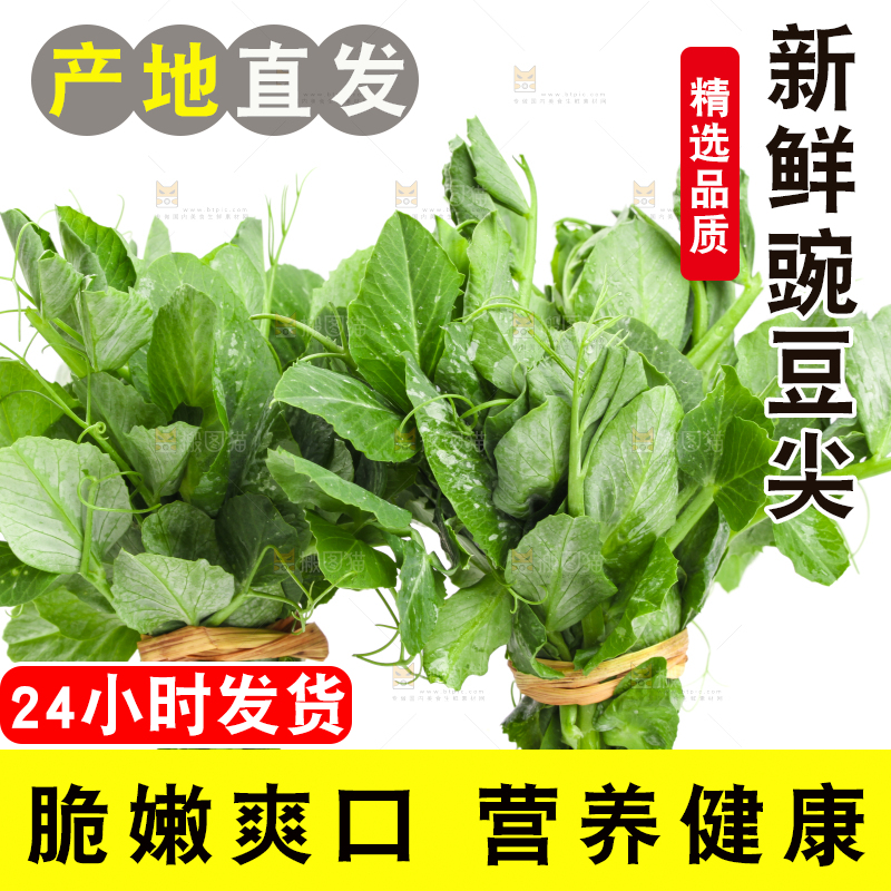 白底上摆放着新鲜豌豆苗