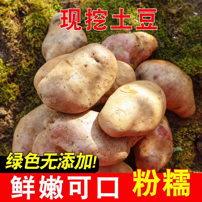 草地上摆放着彩色土豆