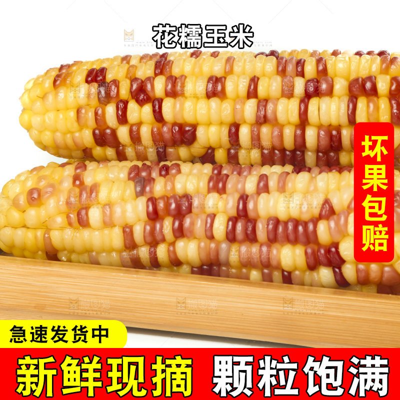 白底上放着一盘蒸熟的糯玉米