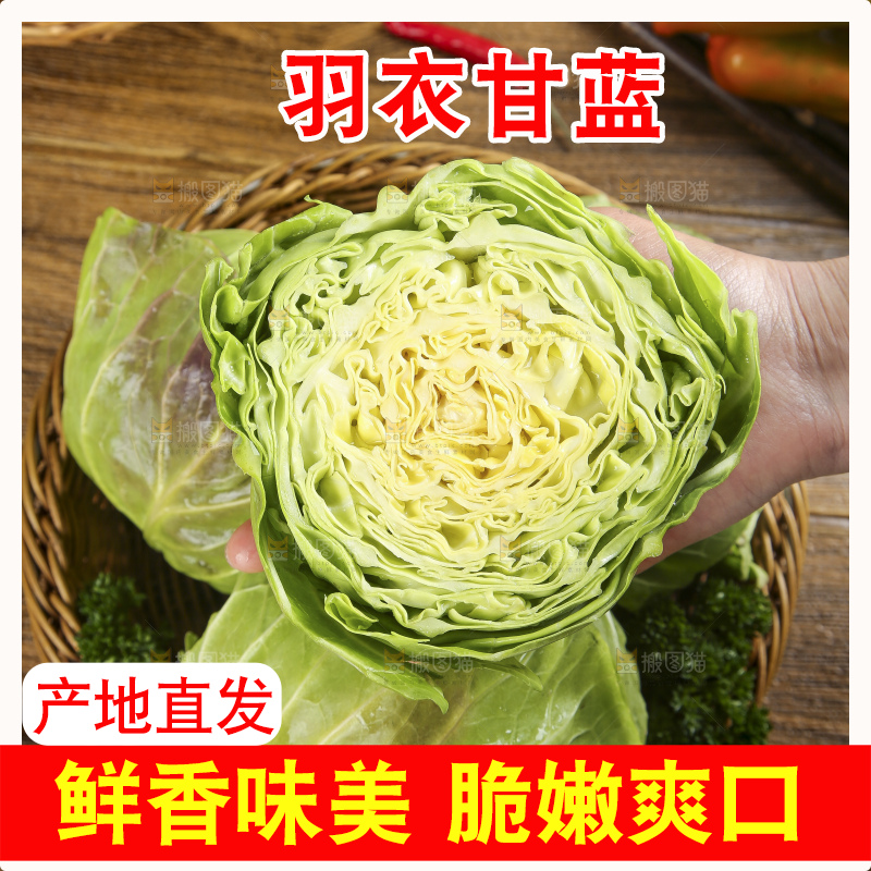手里拿着洋白菜