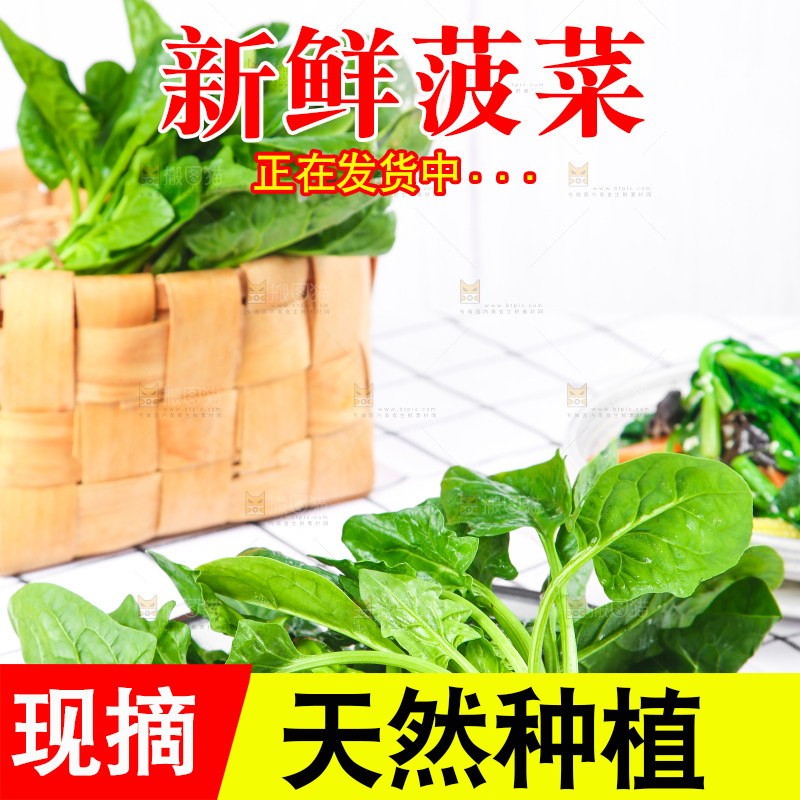 白格子底上的嫩菠菜