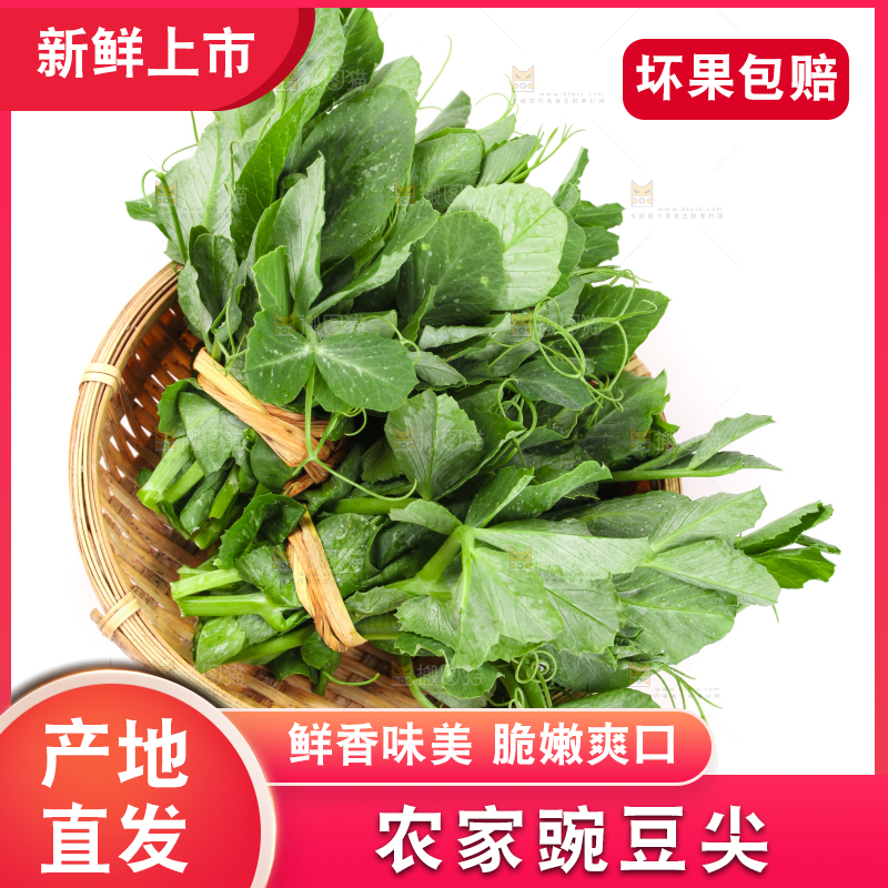 白底上摆放着新鲜豌豆苗