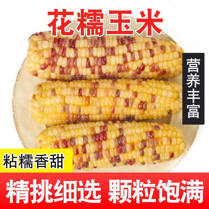 白底上放着一盘蒸熟的花糯玉米