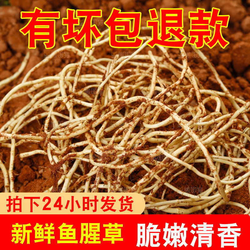 土里的鱼腥草