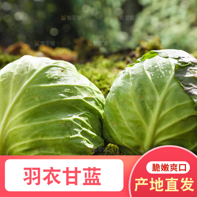 草地上放着绿甘蓝