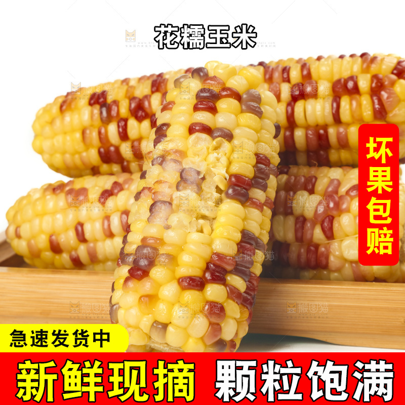 白底上放着一盘蒸熟的糯玉米