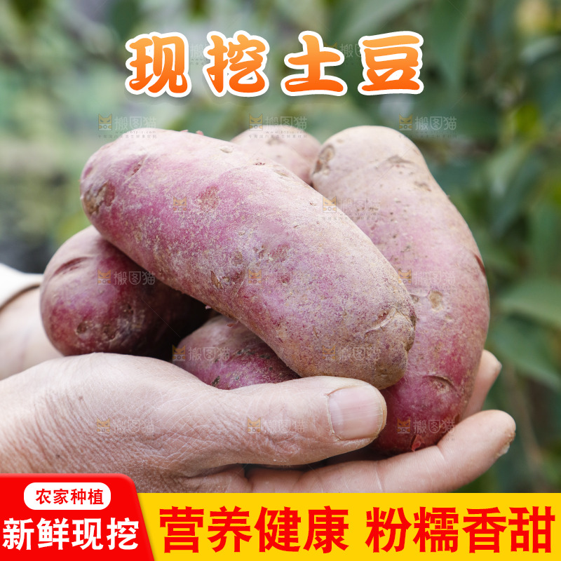 手里拿着新鲜红土豆