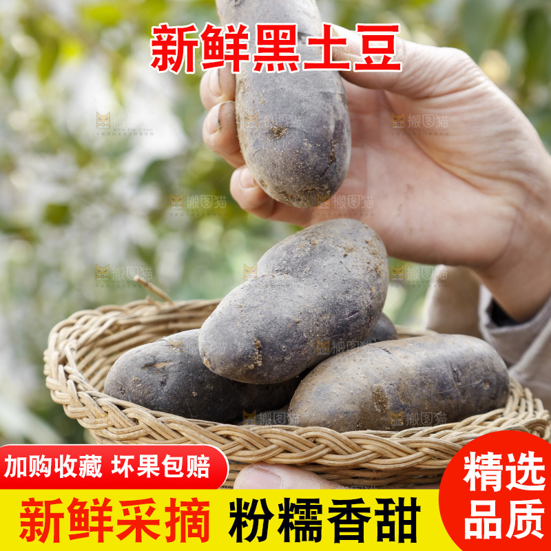 手里拿着农家紫土豆