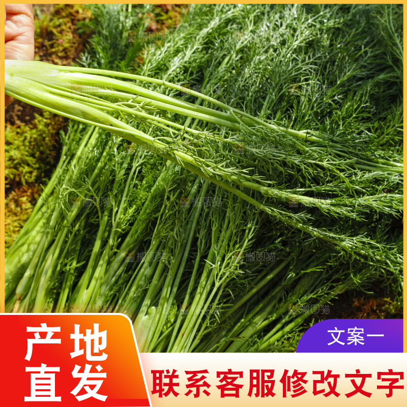 手里拿着小茴香