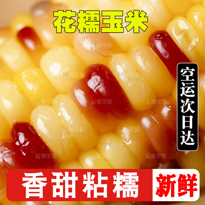 木底上的湖北花糯玉米