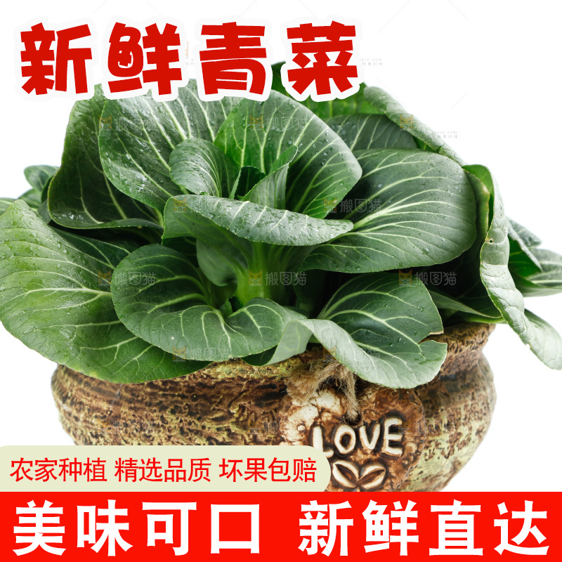 白底上的绿叶菜