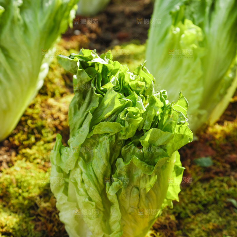 草地上放着大叶生菜
