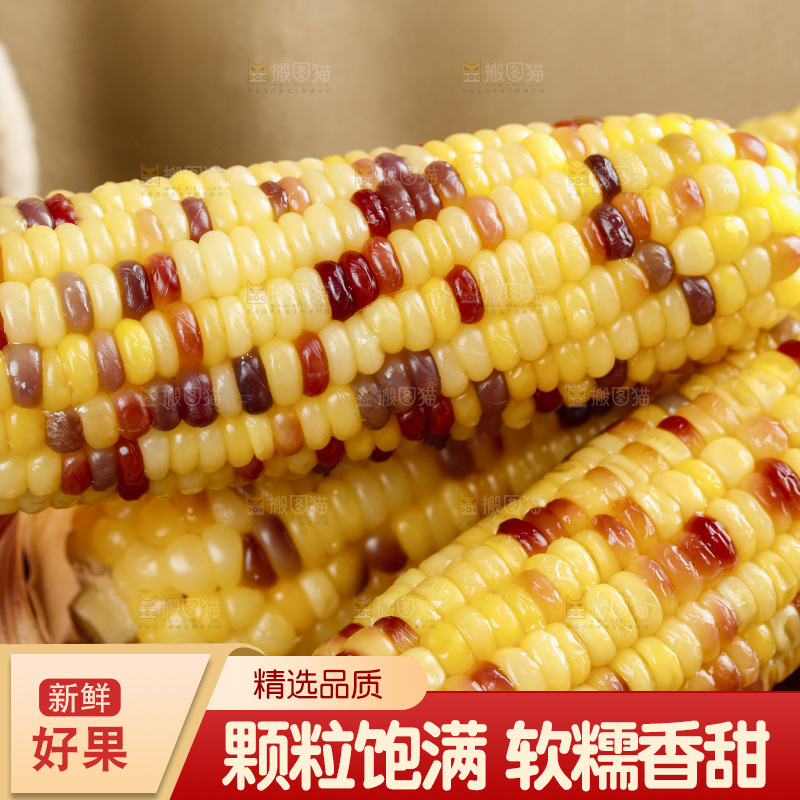 手拿熟糯玉米