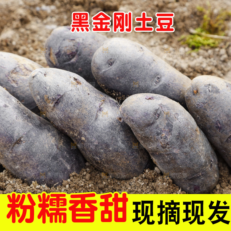 土地里的黑皮紫心土豆