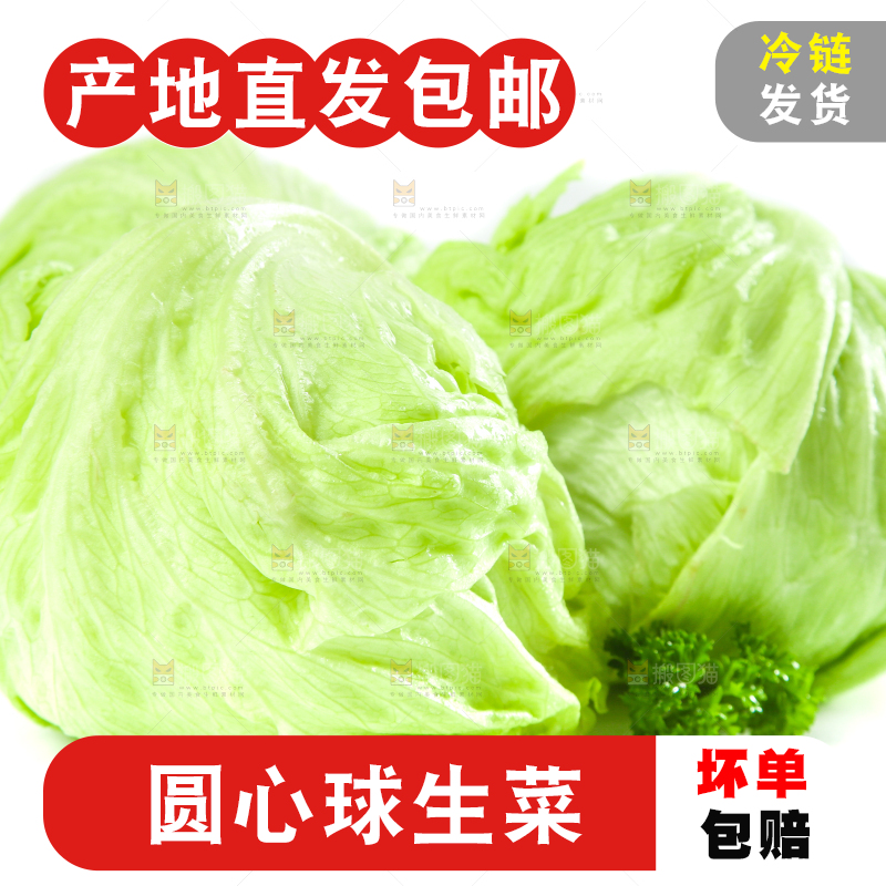 白底上的新鲜生菜