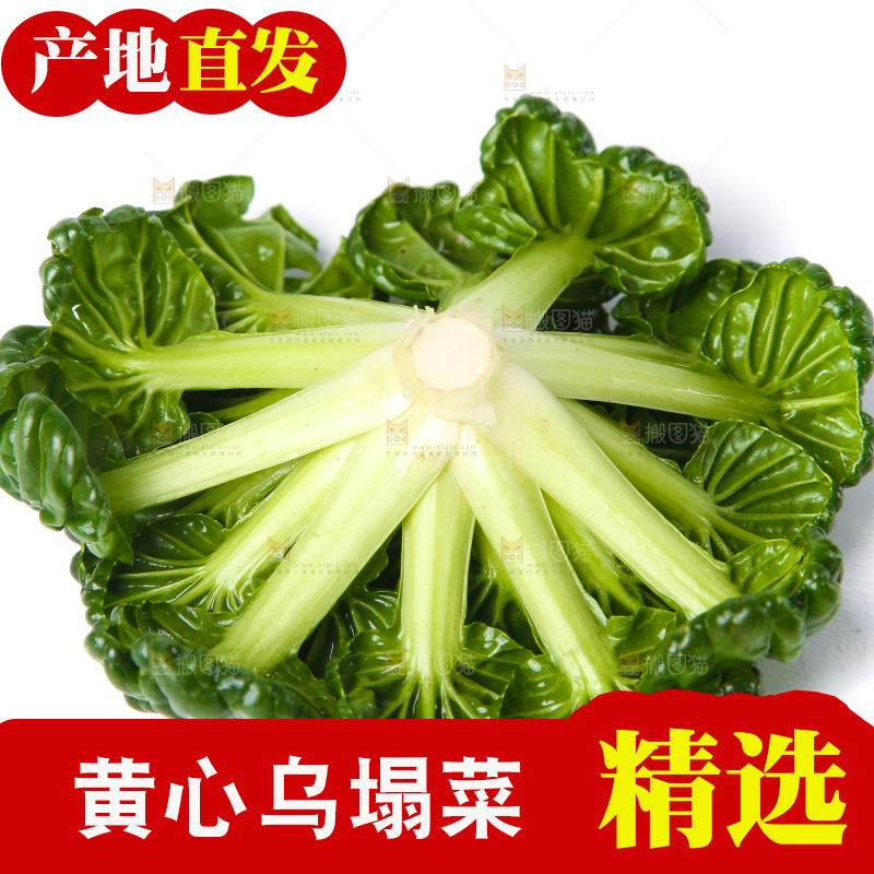 白底上的菊花菜