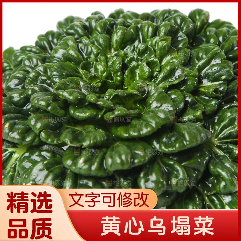 白底上的菊花菜