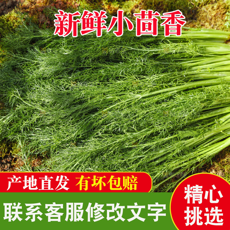 土地上放着茴香菜