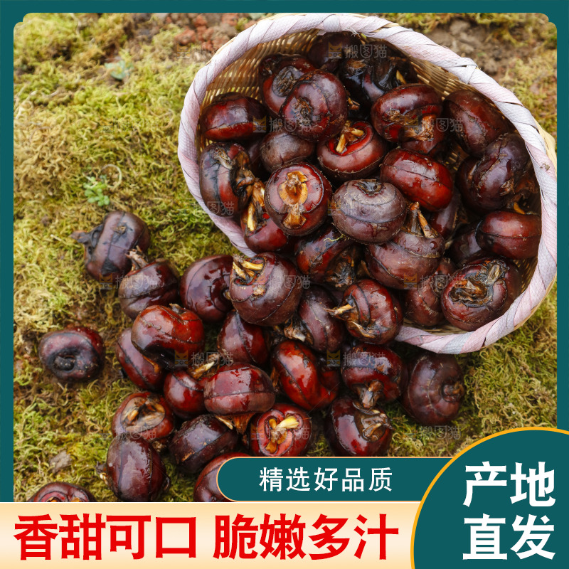 篮子里装着广西马蹄