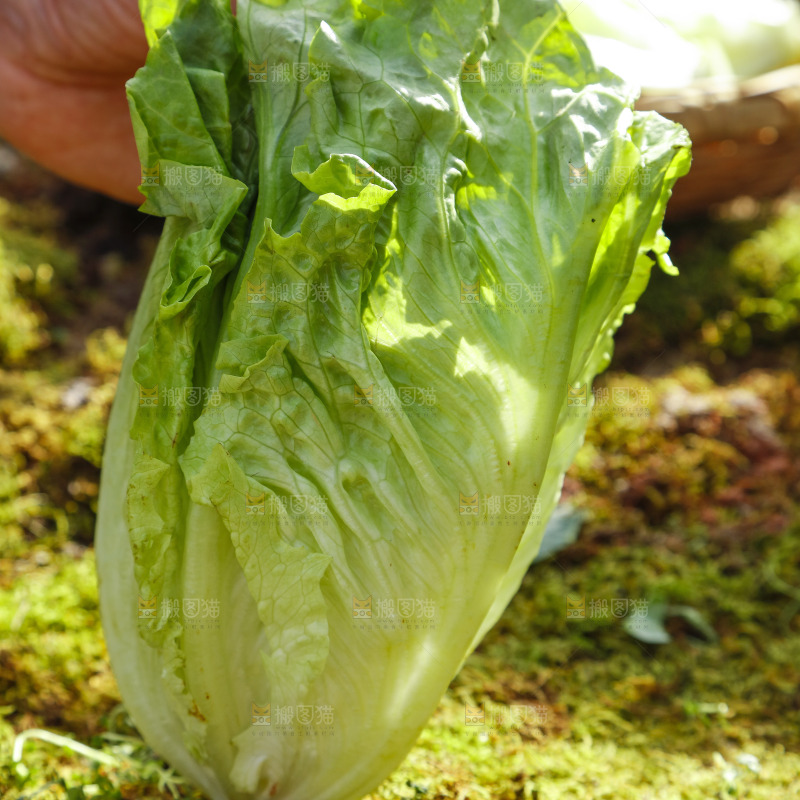 草地上放着大叶生菜
