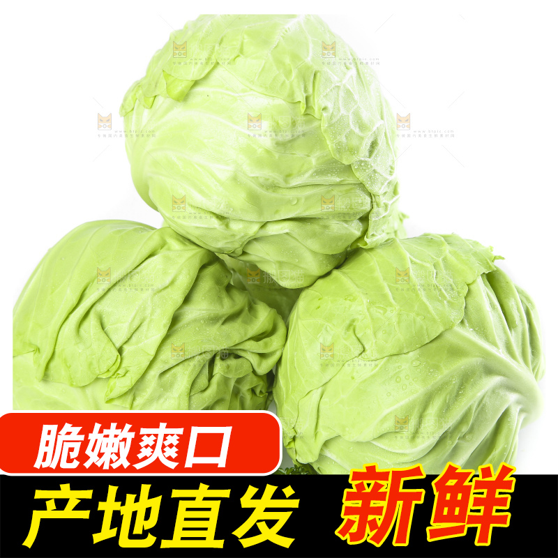 白底上的甘蓝包菜