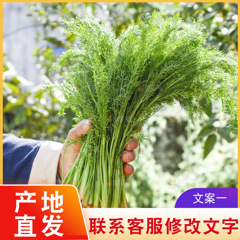 手里拿着小茴香