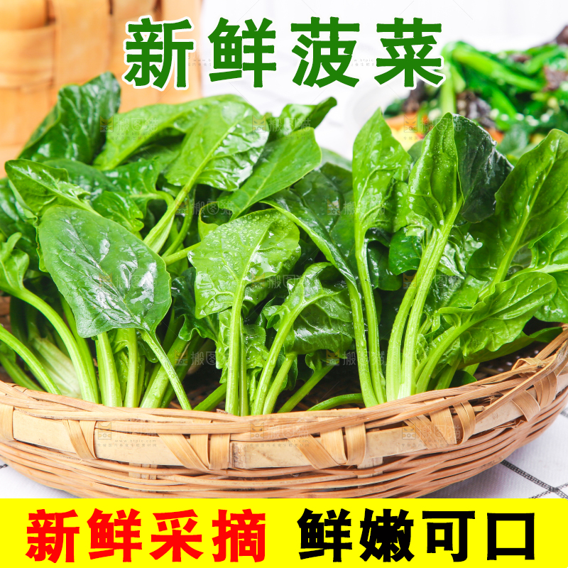 白格子底上的嫩菠菜