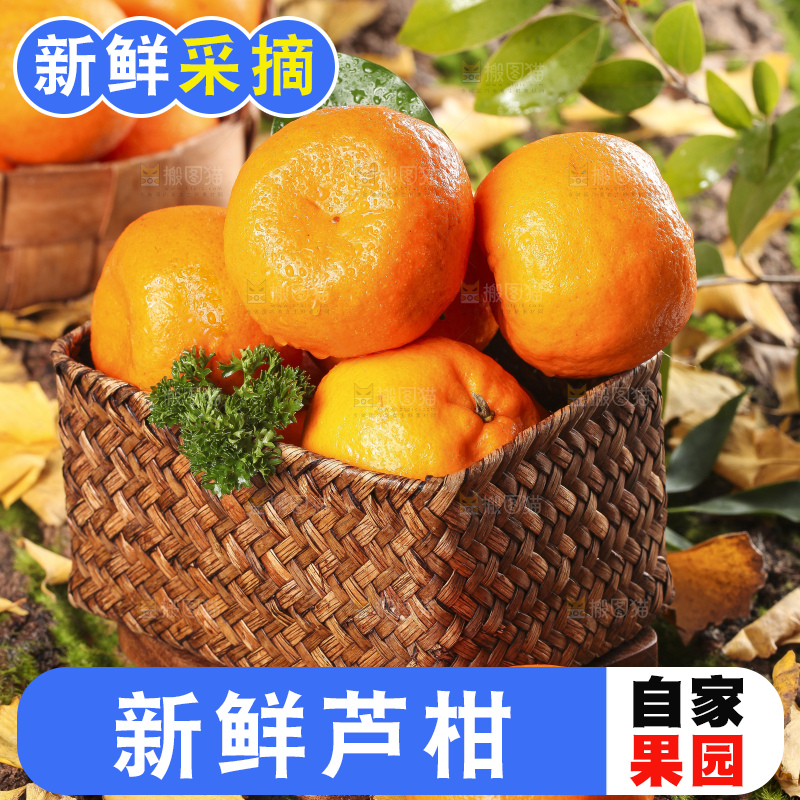 篮子里装着新鲜芦柑