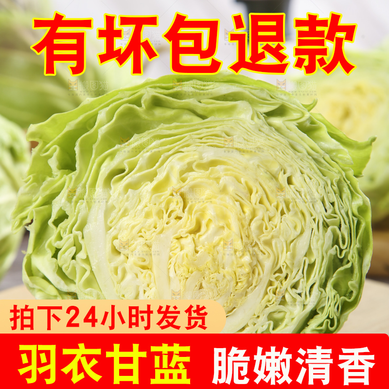 白格子底上的甘蓝包菜