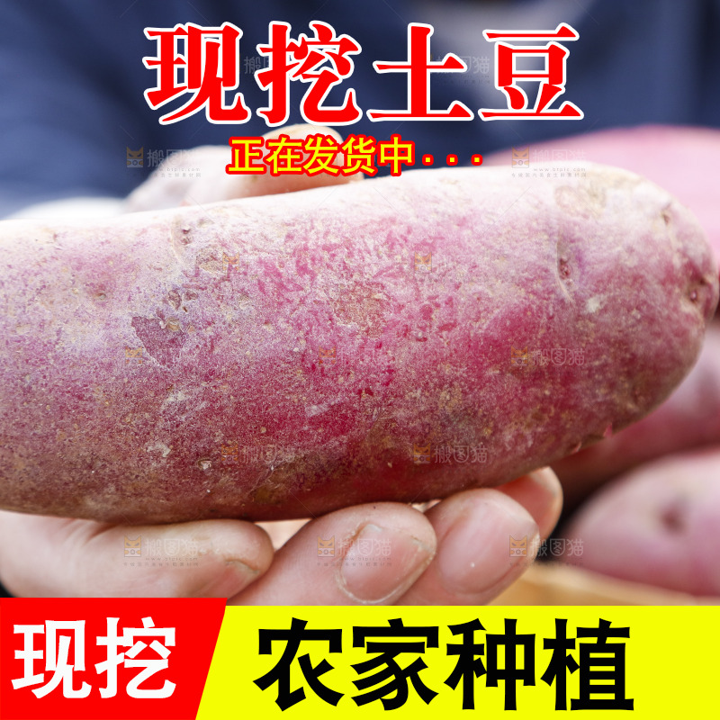 手里拿着新鲜红土豆