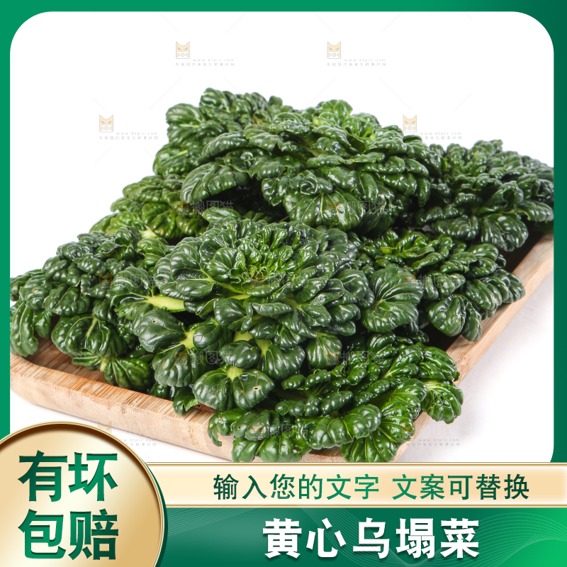 白底上的菊花菜