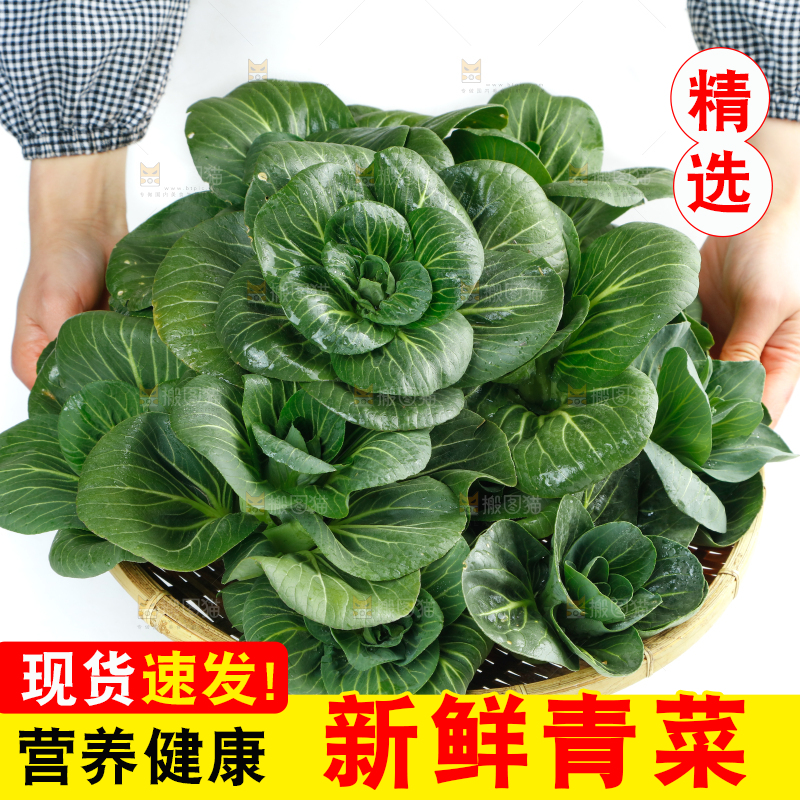 白底上的绿叶菜