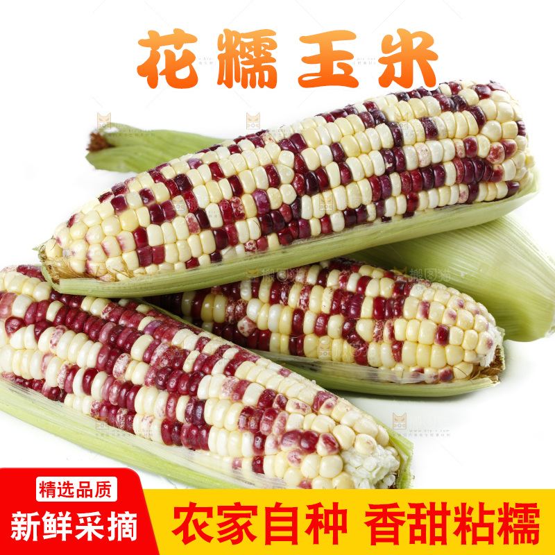 白底上放着剥皮的花糯玉米