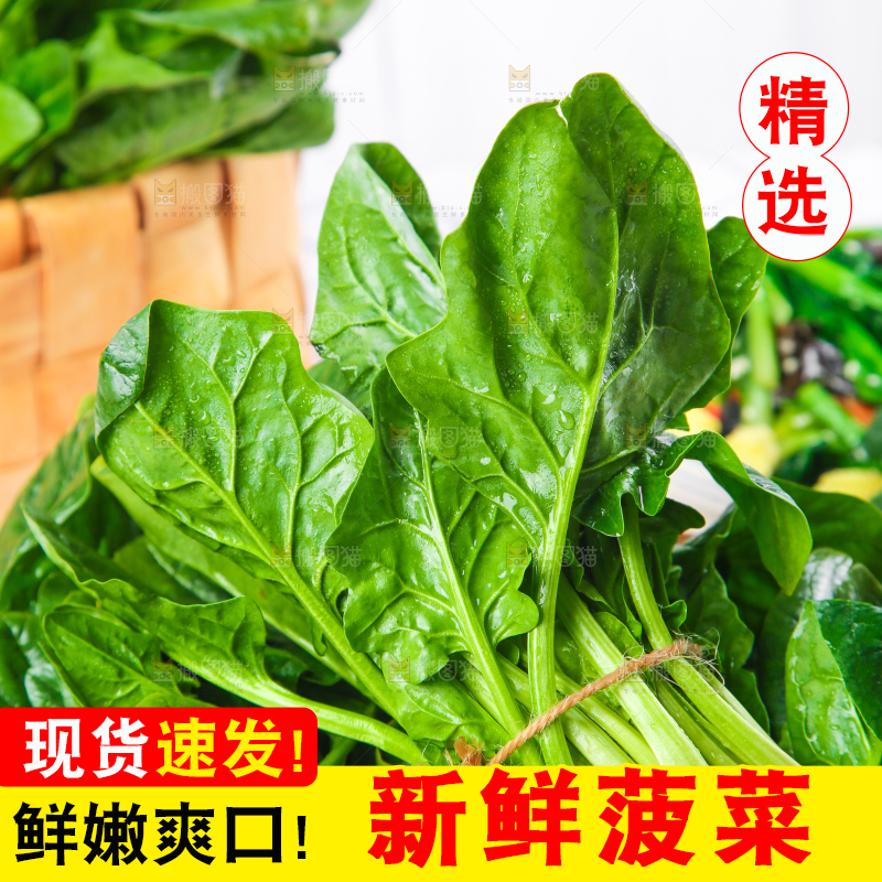 白格子底上的嫩菠菜