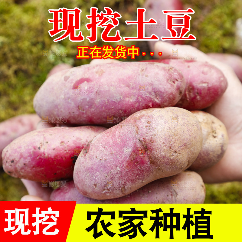 手里拿着新鲜红土豆