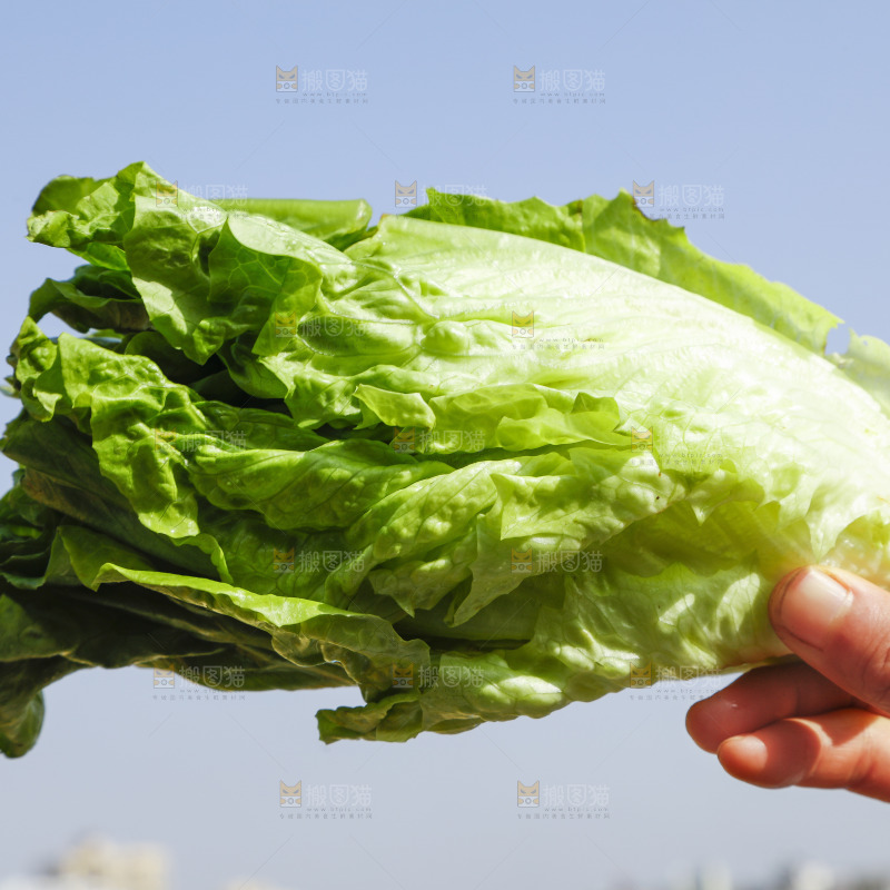 手里拿着新鲜生菜