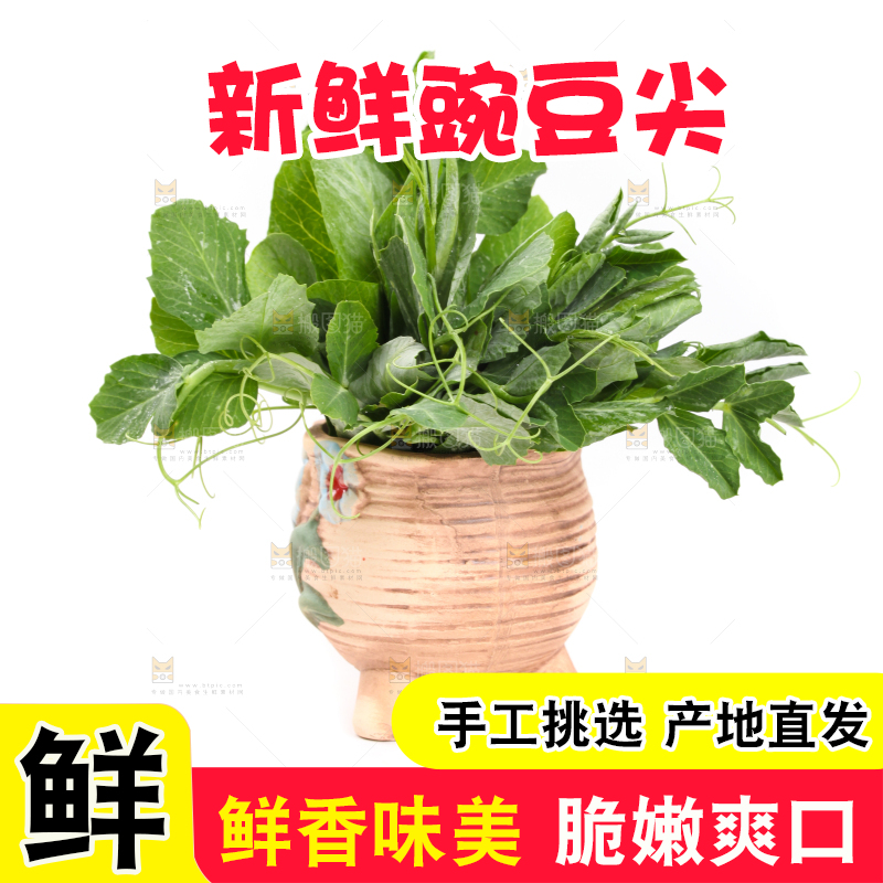 白底上摆放着新鲜豌豆苗