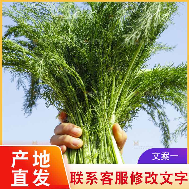 手里拿着小茴香