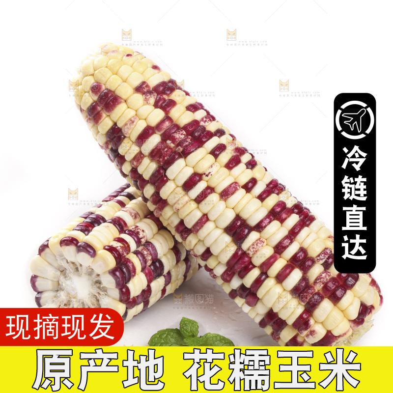 剥皮的花糯玉米放在白底上