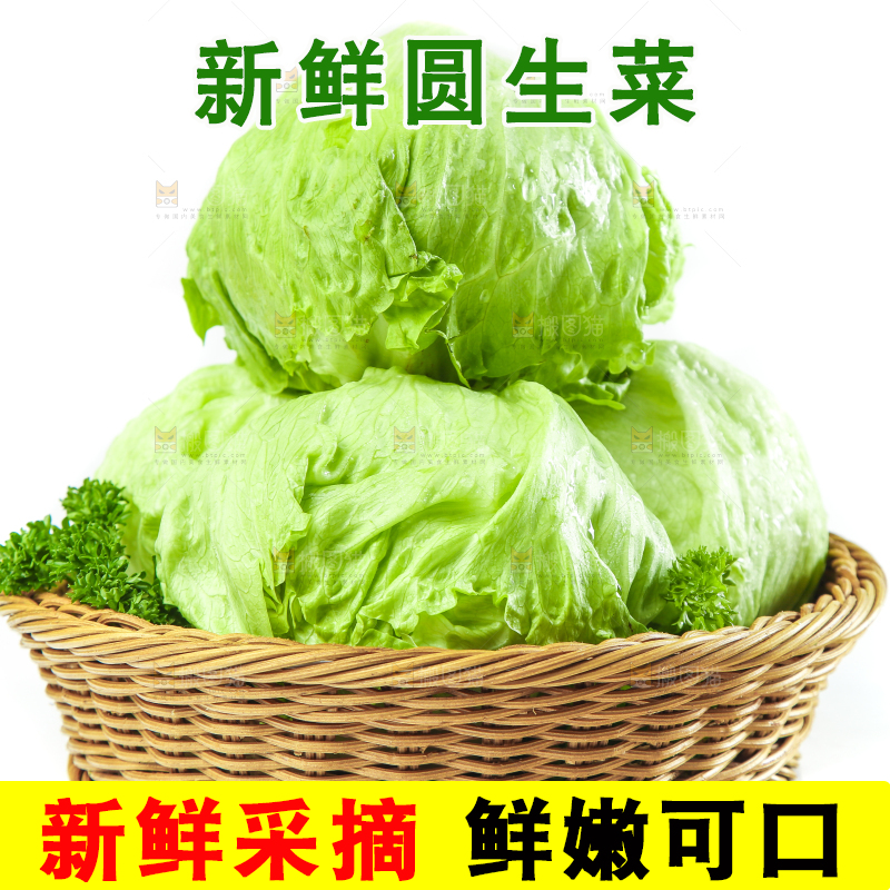 篮子里装着农家圆生菜