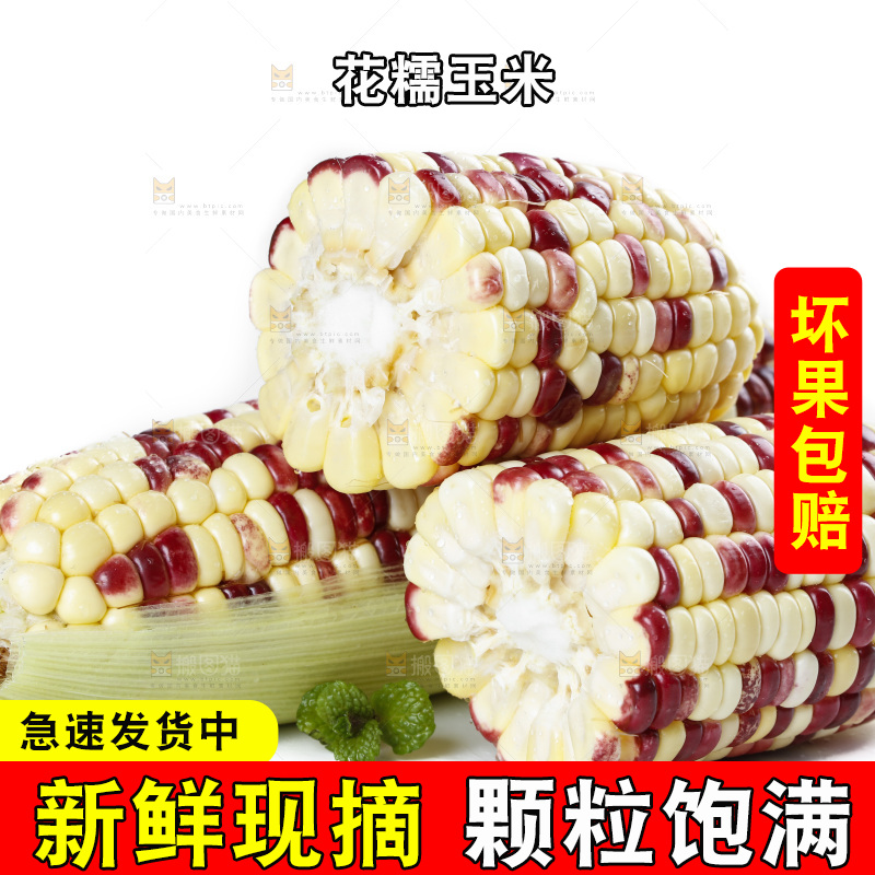 切开的花糯玉米放在白底上