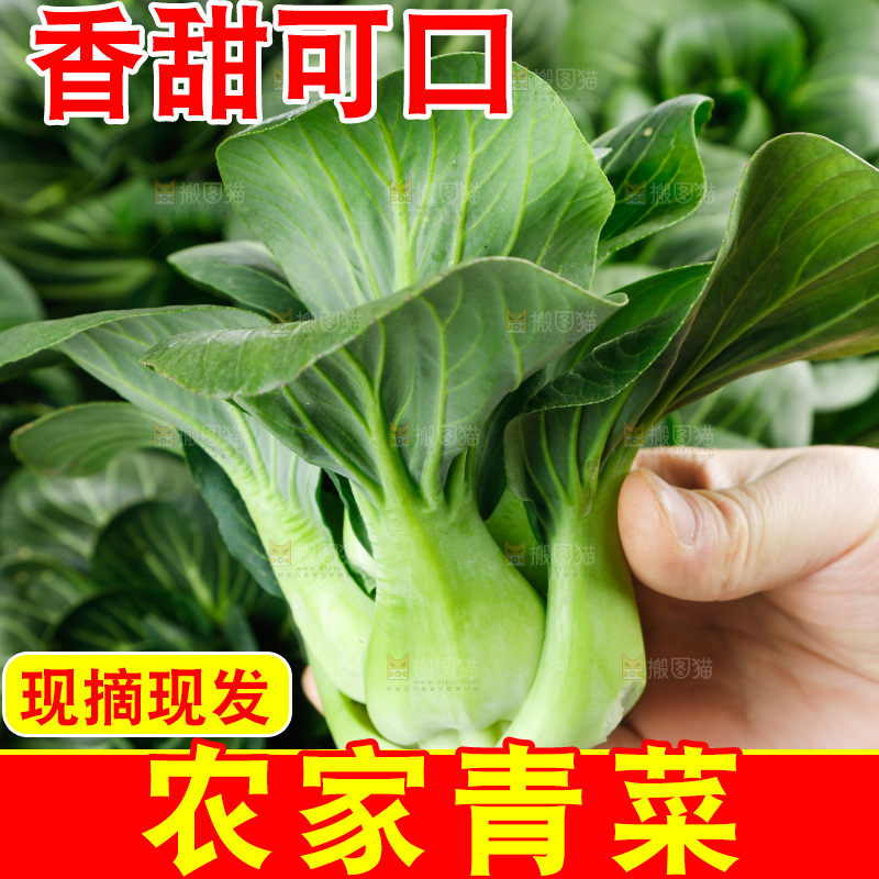 白底上的绿叶菜
