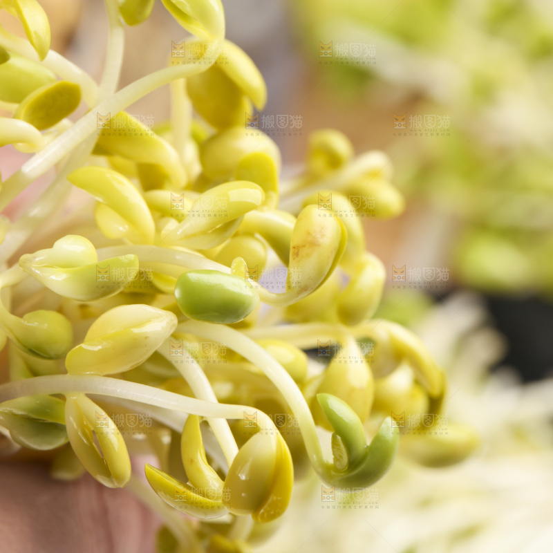 手里拿着黄豆芽