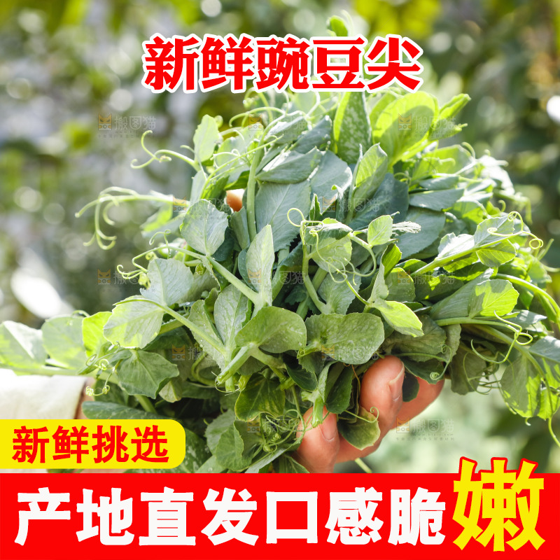 手里拿着豌豆苗