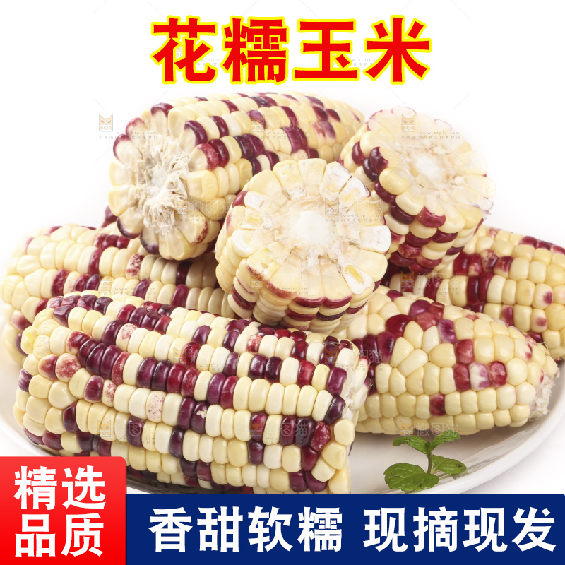 白底上放着一盘糯玉米
