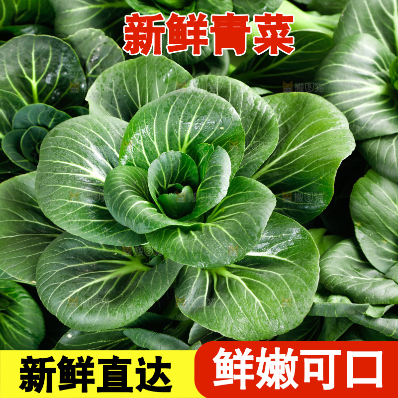 白底上的绿叶菜