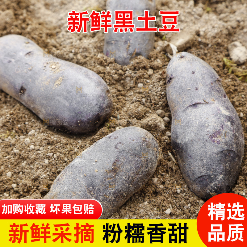 土地里的黑皮紫心土豆
