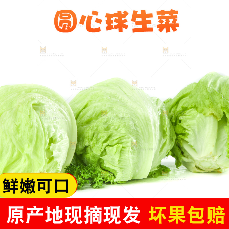 白底上的新鲜生菜