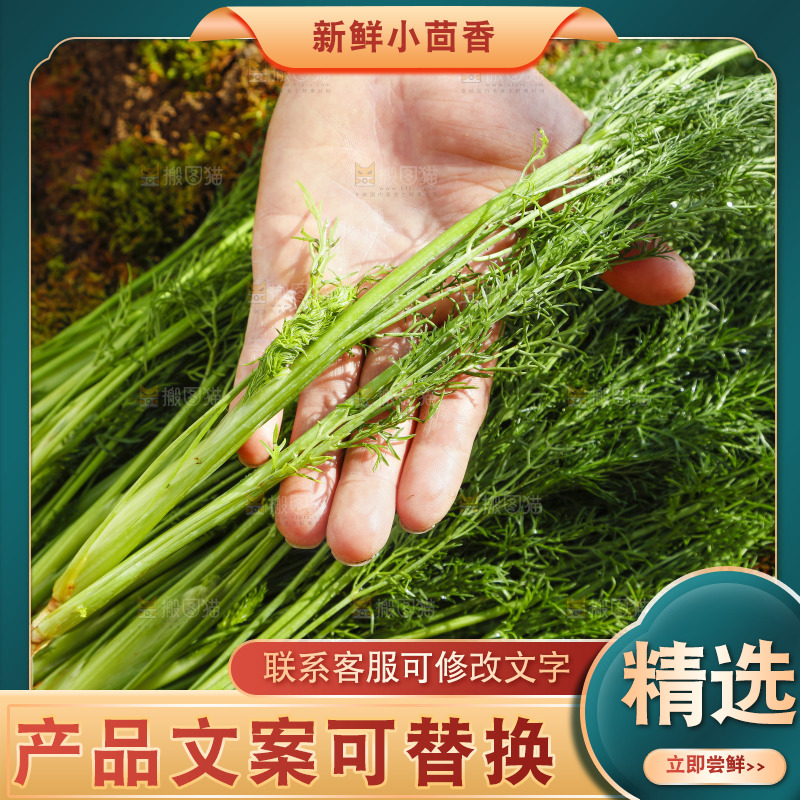 手里拿着小茴香